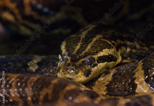 Bild auf Leinwand Yellow anaconda