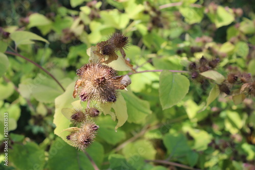 Fotografía Close-up of common burdock burrs with green foliage background