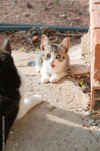 фотографія A surprised tabby kitten stares wide-eyed as it rests next to its mother outdoors
