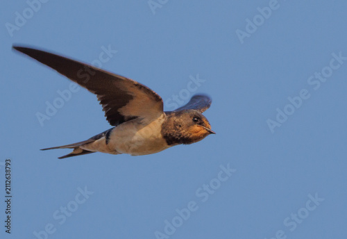 Bild auf Leinwand Hirondelle rustique Hirundo rustica en plein vol les yeux figés vers sa cible