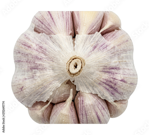 Obraz na płótnie Fresh garlic bulb png organic garlic bulb cutout healthy garlic head png whole g