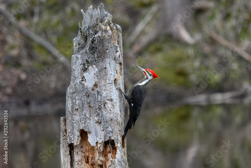 Fotografie Male pileated woodpecker perched on a dead tree stump, USA