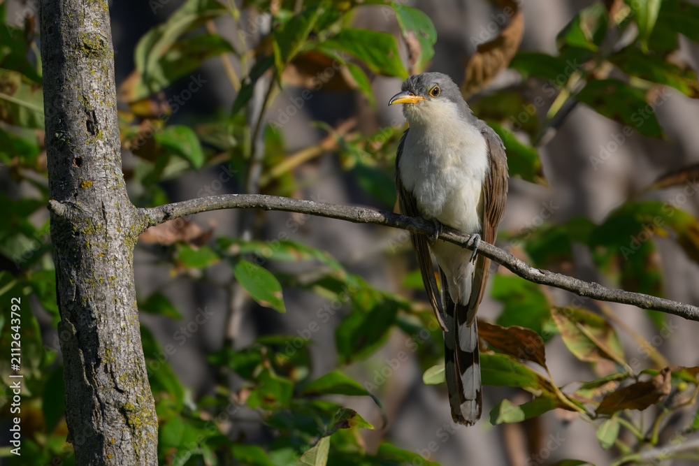 Obraz premium Yellow-billed cuckoo perched on a branch in autumn, USA
