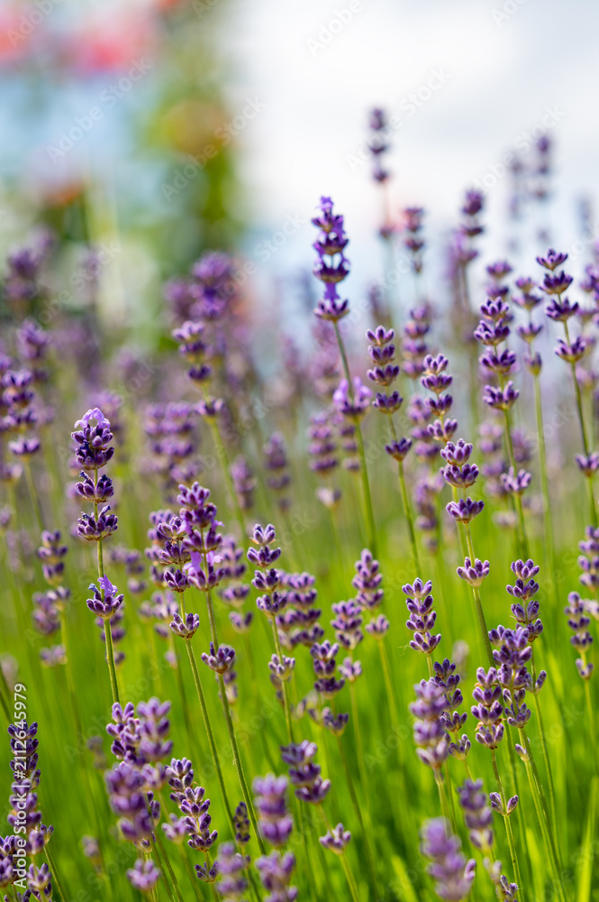 Obraz premium Blooming lavender flowers in a sunny field with soft blurred background.