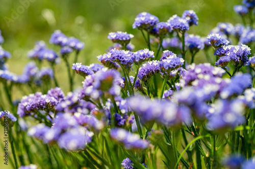 Blooming purple flowers in a sunlit meadow with soft focus background.