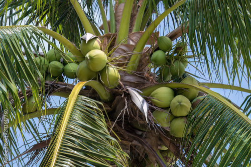 Closeup of coconut palm tree (Cocos nucifera) on the island of Aruba, with clusters of fruit. Blue sky behind. 

