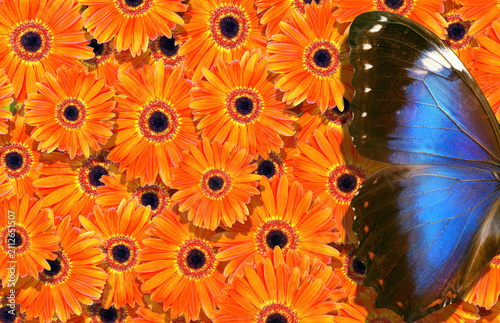 colorful blue morpho butterfly on orange gerbera flowers. flowers gerbera tex...