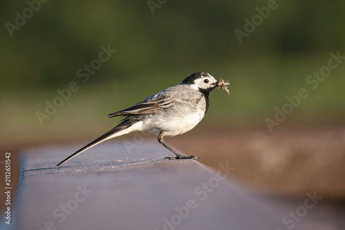 White wagtail carrying an insect in its beak.