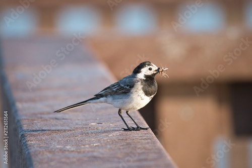 White wagtail with insect standing on brick wall.