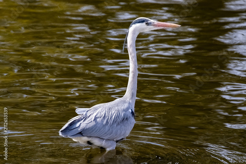 Obraz na plátně Gray heron (Ardea cinerea) standing in lake at Nijo Castle in Kyoto, Japan