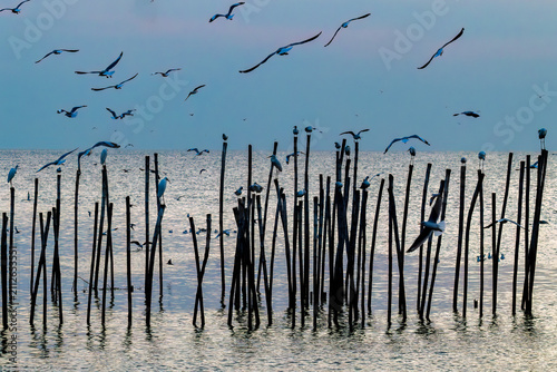 Seagulls and Herons perching on bamboo poles offshore Bang Pu pier, southeast of Bangkok, in the Gulf of Thailand Some in flight. Blue sky with pink clouds in the background. 
