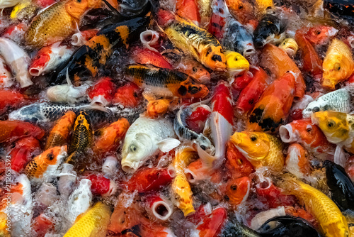 Densely packed swarm of Koi fish (fancy carp or nishikigoi) feeding in an ornamental pond at the temple of Wat Paknam in Bangkok, Thailand.
