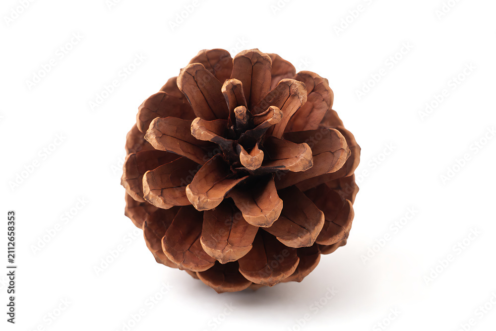 Obraz premium Single pine cone isolated on white background. High-resolution botanical cutout for design and decor projects.