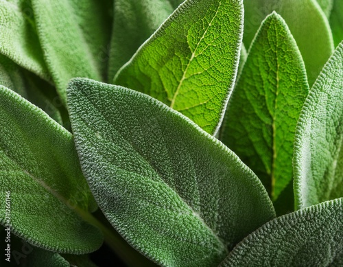 clary sage natural green leaves macro background