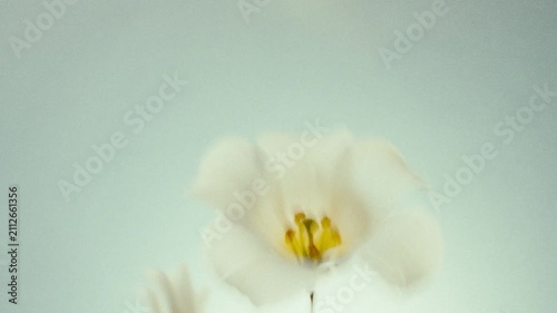 Dreamy Blurred Wildflowers