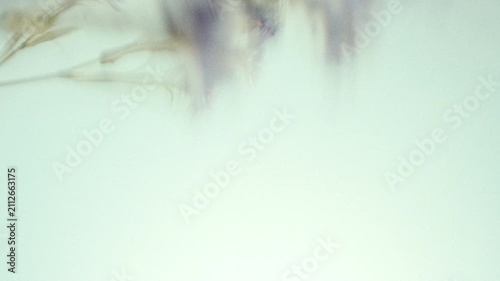 Dreamy Blurred Wildflowers