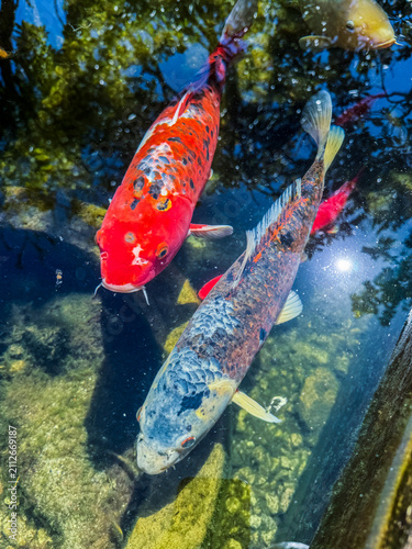 Colorful Koi Fish (Cyprinus rubrofuscus) Swimming in Clear Water Pond
