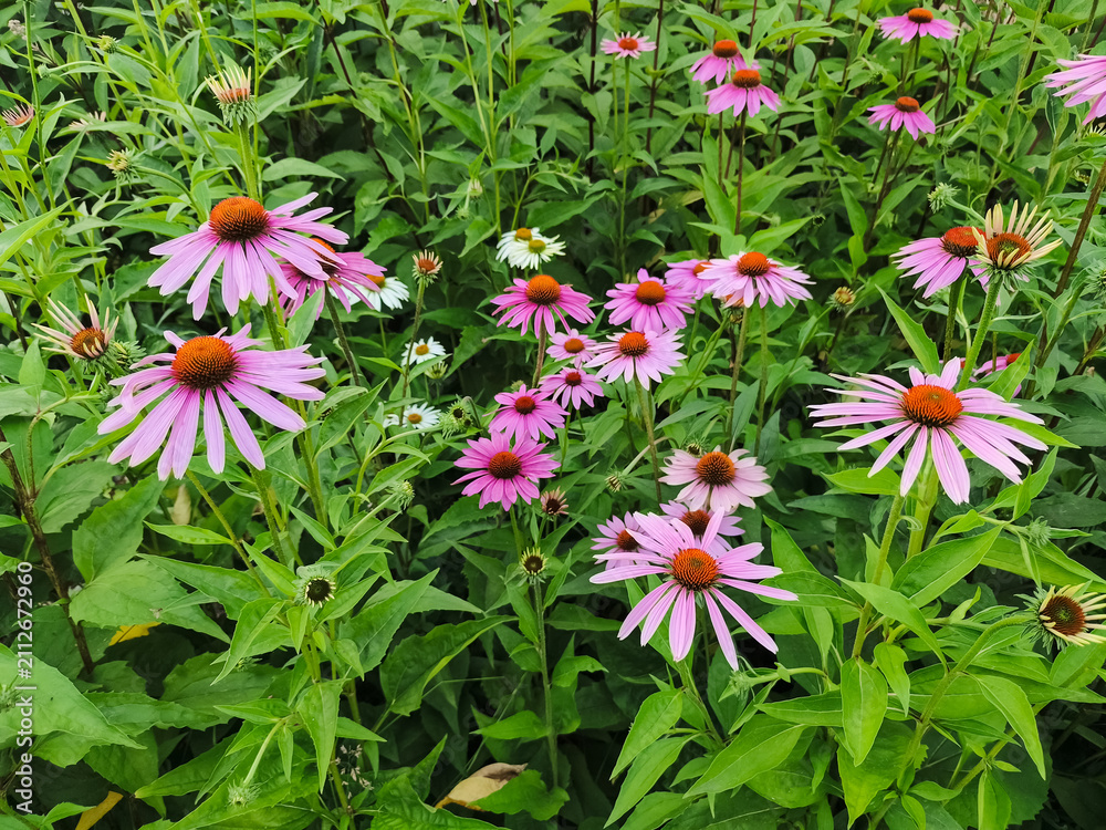 Fototapeta premium Nature garden field with pink purple echinacea coneflower flowers in the garden in summer sunny day. Nature beauty, health care herbal botanical background with copy space 
