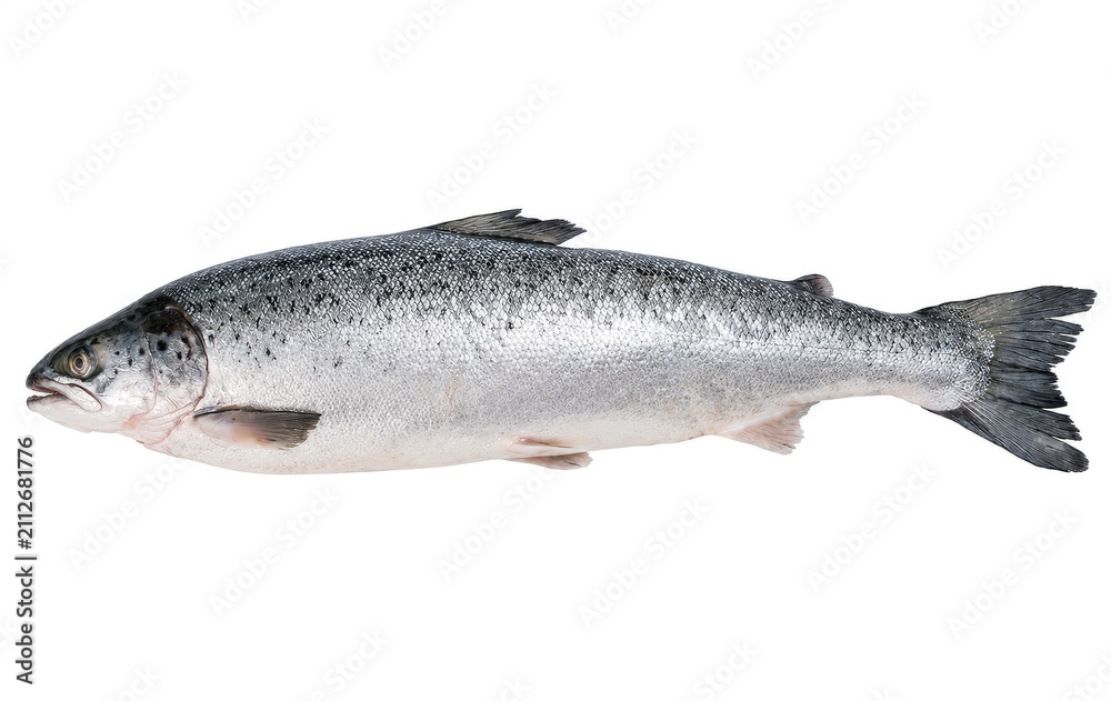 Fototapeta premium Fresh Atlantic Salmon Fish Isolated on White Background for Culinary Design.