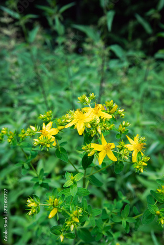 Yellow St. John's wort (Hypericum perforatum) flowers blooming in a green summer meadow