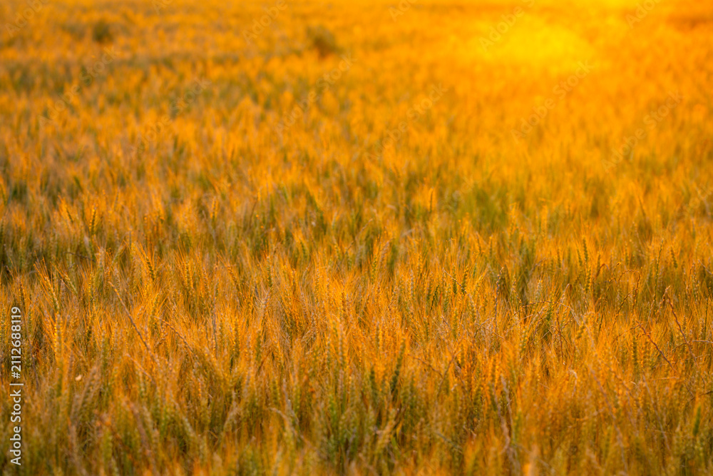 Obraz premium Wheat stands in countryside. Wheat ear holds awn. Summer wheat meets sunset. Backlit wheat forms background.