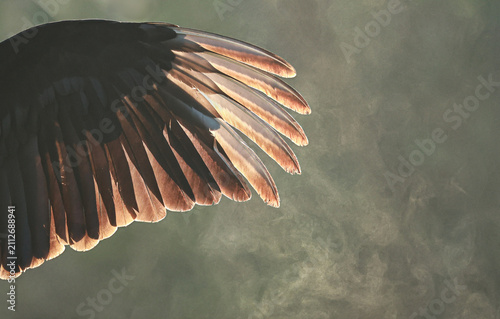 Fotografía Beauty in the Beast Gorgeous Vulture Backlit Wing in the Everglades Morning Mist