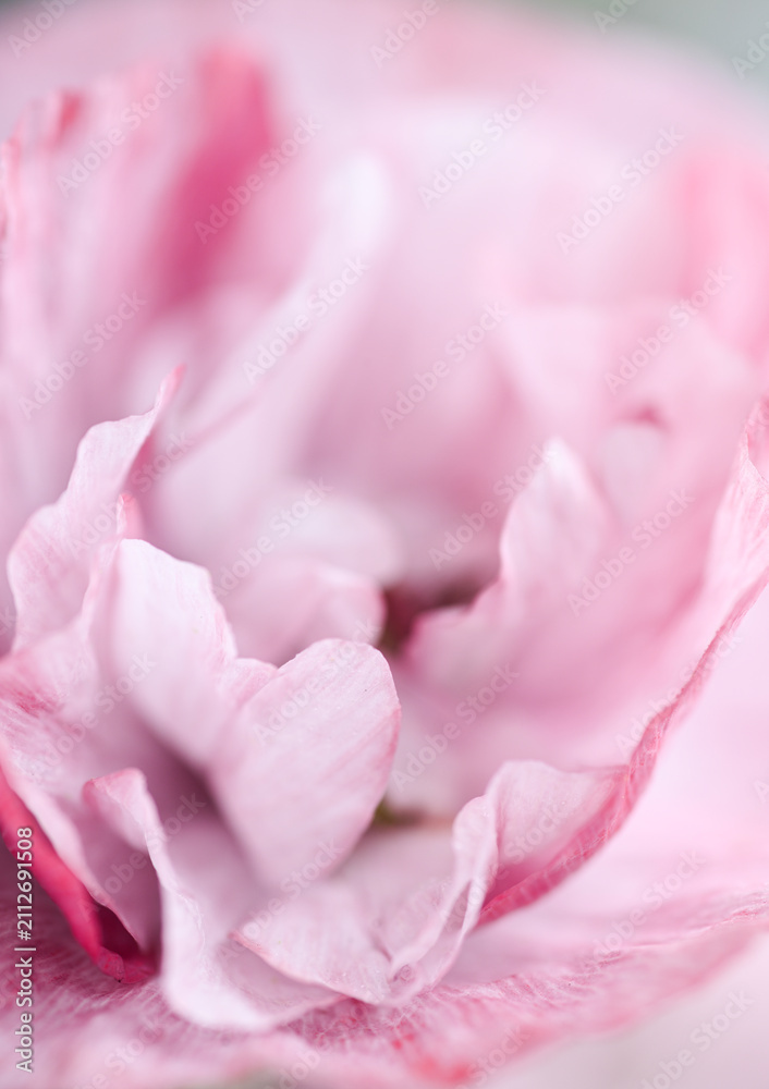 Fototapeta premium Close up of Red and Pink Poppy Flower Petals