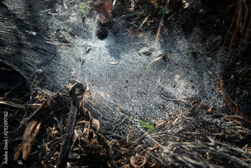 Fotografía A detailed macro photograph of a dew-covered spider web spread across the forest