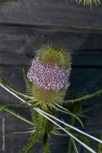 Bild auf Leinwand Teasel (lat