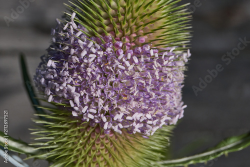 Foto Teasel (lat