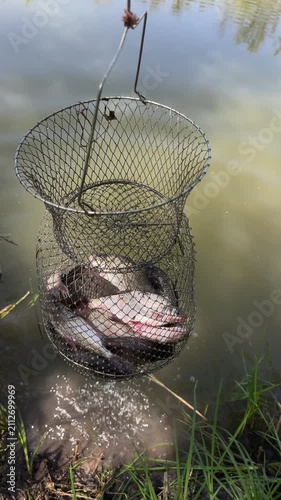 Fish trapped in fishing keepnet hanging above water after successful catch. Concept of recreational fishing and freshwater fish harvest. Vertical video
