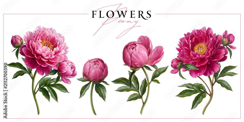 Obraz premium Blooming peony flowers and buds isolated on a white background. Vintage painting style illustration.