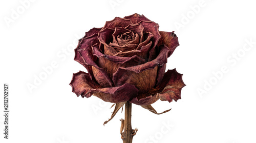 Dried red rose flower on white background, withered dark burgundy blossom with stem, vintage floral botanical element for mourning or romantic loss