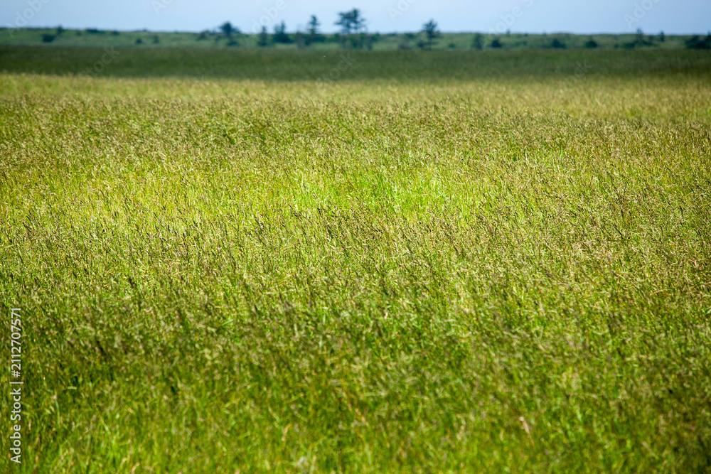 Obraz premium Lush green pasture field thriving in Hokkaido during early summer growing season