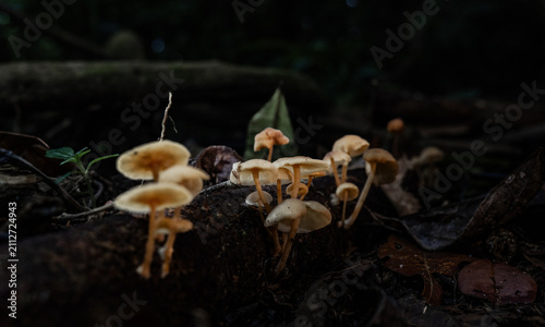 фотографія Grupo de hongos silvestres creciendo sobre tronco en bosque húmedo, macro de eco
