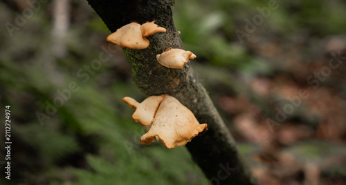 Принти на полотні Hongos silvestres creciendo sobre rama de árbol en bosque húmedo, macro con fond