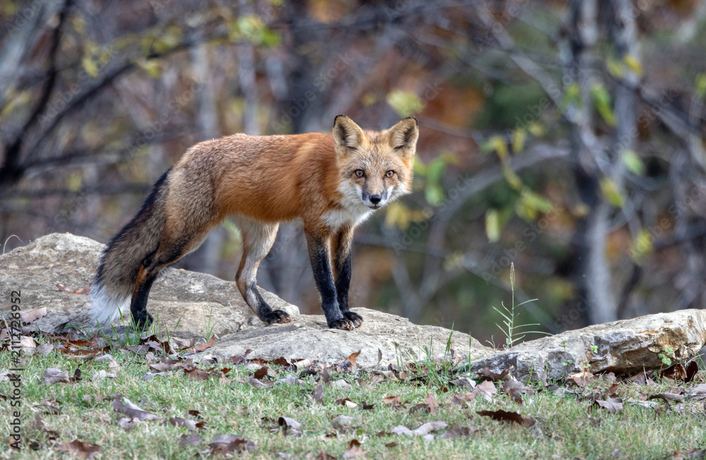 Fototapeta premium Red fox standing on rocks in autumn forest looking at camera.