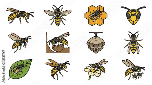 Wasp Icon Set: Insects, Nest, and Life Cycle Illustrations