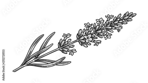 Hand-drawn botanical illustration of a single lavender sprig