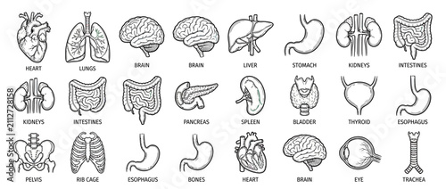 Bild auf Leinwand Hand-Drawn Human Anatomy Organ Illustrations Collection