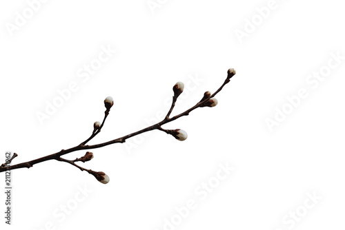 Slender budding branch with several unopened flower buds