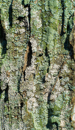 Fotografie Rough Tree Bark Texture Background With Natural Cracks