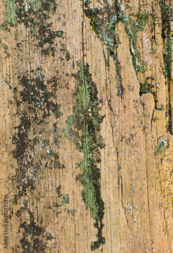 Obraz na plátne Weathered Tree Bark With Natural Stains Texture Background