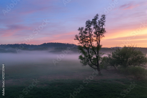 lone tree in fog