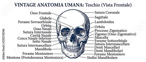 Foto Vintage Human Skull Anatomy Diagram