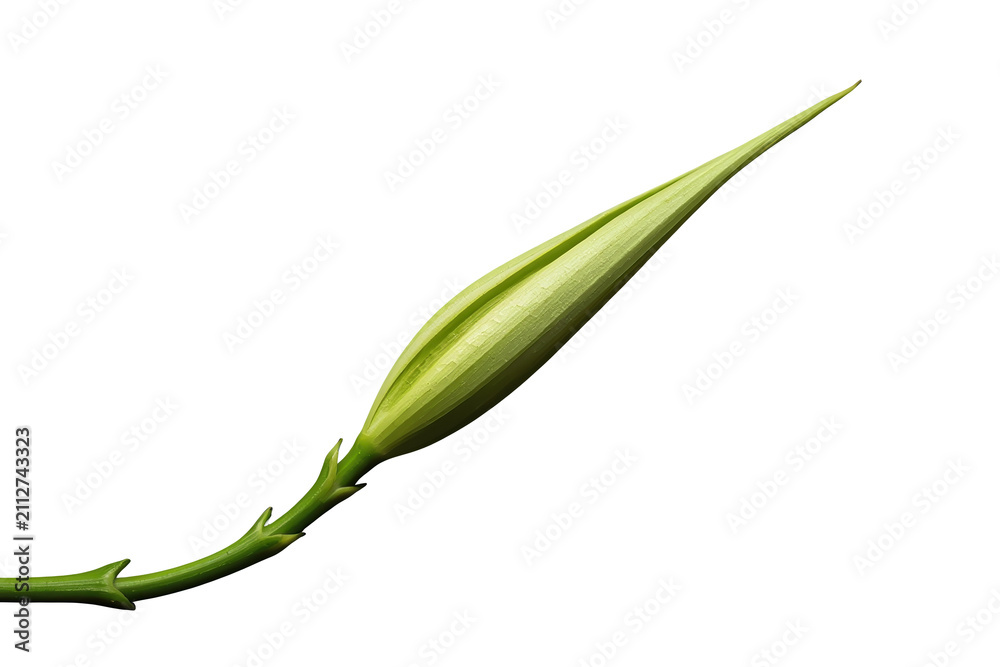 Fototapeta premium Slender unopened lily bud with long green stem