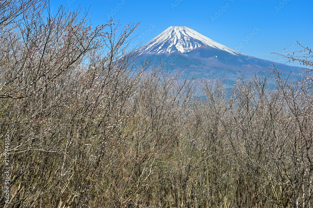 Fototapeta premium 愛鷹山塊の越前岳 富士見台に咲くマメザクラに富士山 