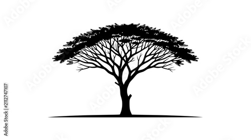 Foto Silhouette of a sprawling acacia tree against a white background
