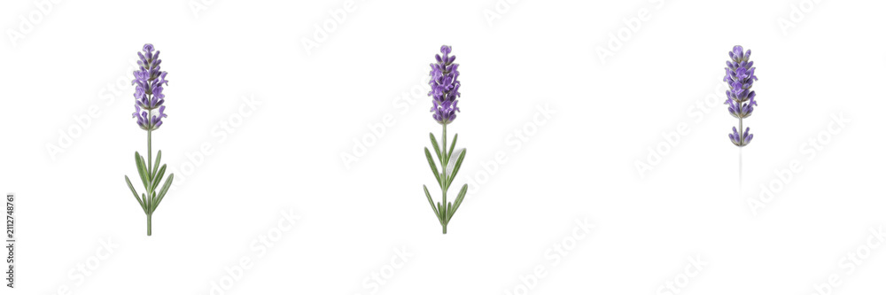 Fototapeta premium Fresh Purple Lavender Sprigs and Blossoming Floral Stems Isolated on White Background, Nature and Botanical PNG Stock Graphic for Spa, Aroma, and Garden Designs