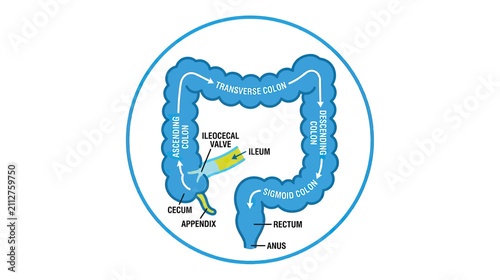 Obraz na plátně Human Colon Anatomy Diagram with Labels